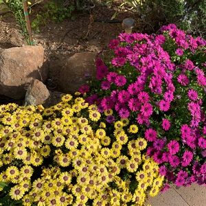 Meet your Posher, Lea